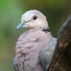 Sunnys® High Energy Safflower Bird Seed 9kg -Pet Supply Store 27c53fba e678 4f32 aeaa 3ef5e8eb9156