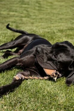 Carhartt Chew/Tug Rope Dog Toy -Pet Supply Store 2b6d6c00 dfd7 4bc9 ba8b 1b3425a1e14d