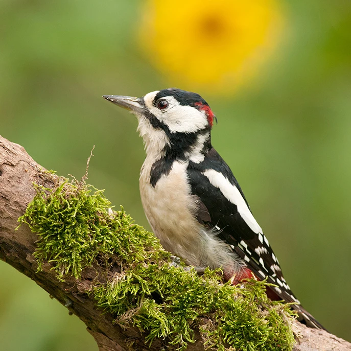 Scotts® Woodpecker Snack 907g 4 Scotts® Woodpecker Snack 907g - Image 2