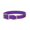 COLLAR BRAHMA PURPLE 3/4/13 -Pet Supply Store 60ae6752 ac96 4b96 a5e0 d024ac8bdac2