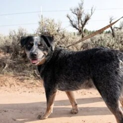 Carhartt Journeyman Leash Carhartt Brown -Pet Supply Store 8edf5018 1111 4f23 b7e0 75facd75d500