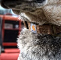 Carhartt Tradesman Collar Carhartt Brown -Pet Supply Store a1b7d8ca da89 4156 a311 172c4e53763a