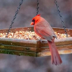 Turtle Mountains Finest® Feeding Beauty Cardinal Blend 7.3kg -Pet Supply Store bbdae3e4 bb65 4ade 90f4 eb76afb53447