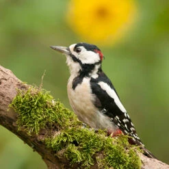 Scotts® Woodpecker Bar 368g -Pet Supply Store e1c09086 7280 4a07 b2e3 49f8ab68bb88